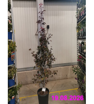 Acer palm. 'Bloodgood' C 15 L